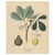 Siphonia Elastica, 1800s, Paper For Sale - Image 10 of 10