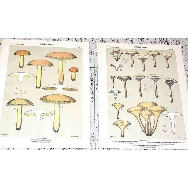 1900 - 1909 Authentic Antique American Mushroom Color Lithographs - Set of 12 For Sale - Image 5 of 10