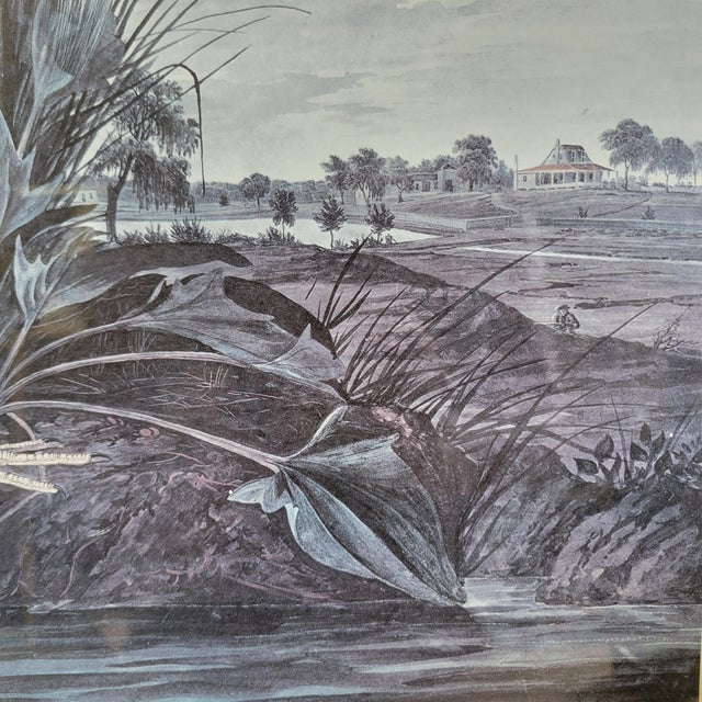 Blue Mid 20th Century After John James Audubon Vintage Print White Egret Antique Walnut Frame For Sale - Image 8 of 9
