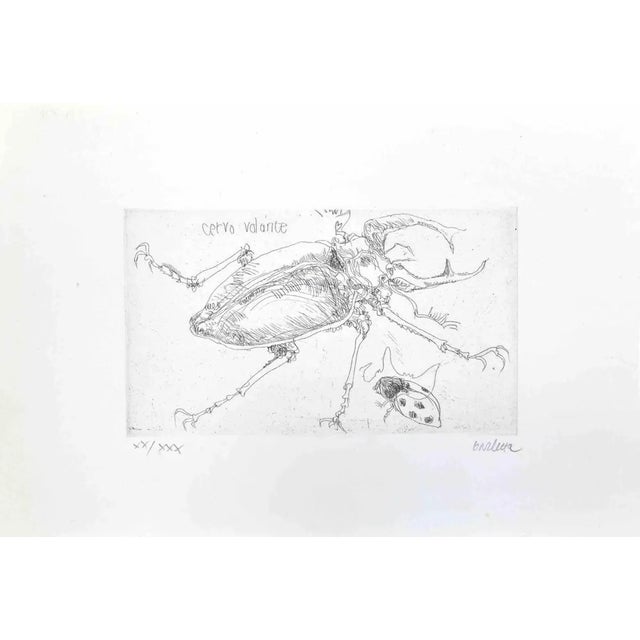 Sergio Barletta, Insects, Etching, 1974 For Sale