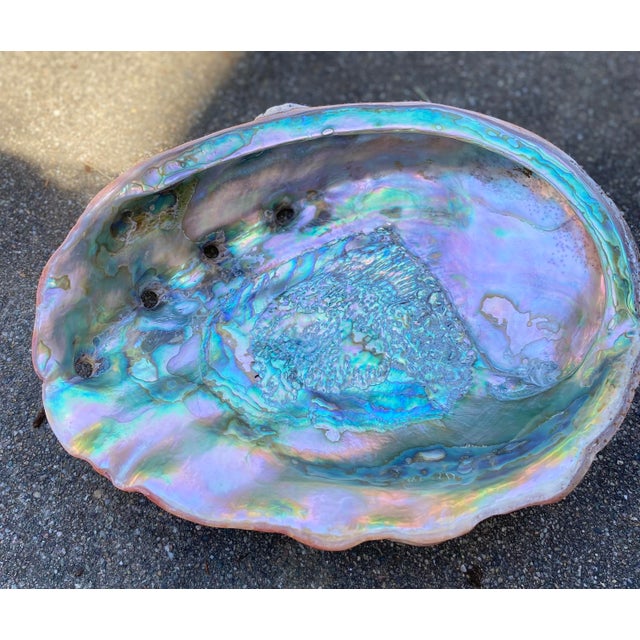 Large Mid 20th Century Red Abalone Shell, Haliotis Rufescens For Sale - Image 9 of 13