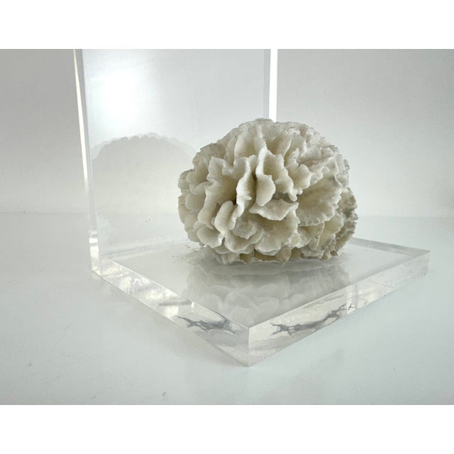Vintage Mid Century Lucite Bookends With Natural Coral Specimens, Coastal Modern Sculptural Pair For Sale In Little Rock - Image 6 of 9