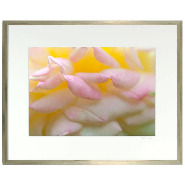 Gaetan Caron Gaétan Caron "Alchimiste" California Botanical Still Life Photograph, 2014 2014 For Sale - Image 4 of 6