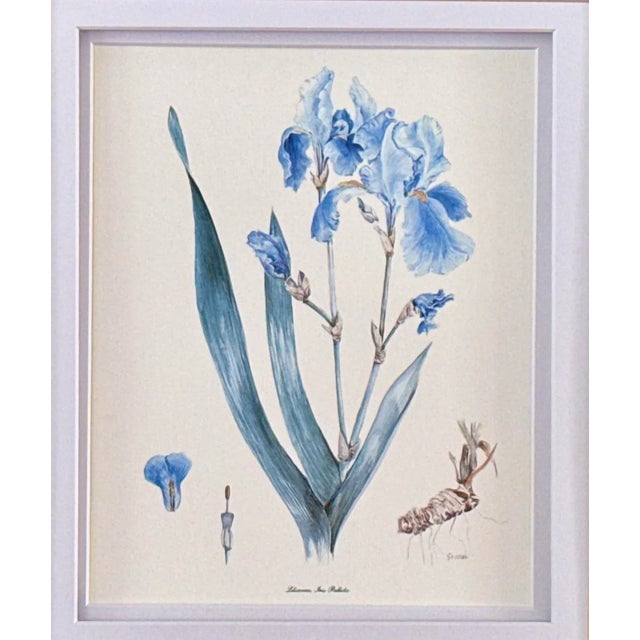 Vintage Botanical Print: Iris versicolor A delicately rendered botanical illustration of Iris versicolor, commonly known...