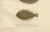 Norwegian Topknot, Spotted Flounder, and Scaldfish - Graceful Scandinavian Flatfish Lithograph This exquisite 19th-century...