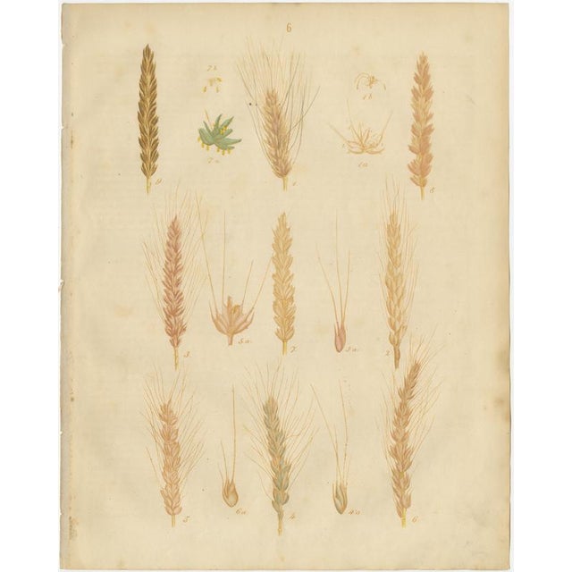 Antique Wheat and Barley Botanical Plates – Agricultural Crops, Calwer 1852 This refined group of three original hand-...