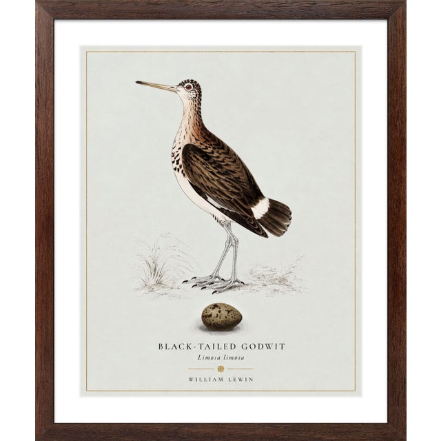 William Lewin 1789 Waterbirds Fine Art Gallery Board Print - Black Tailed Godwit For Sale In San Antonio - Image 6 of 13