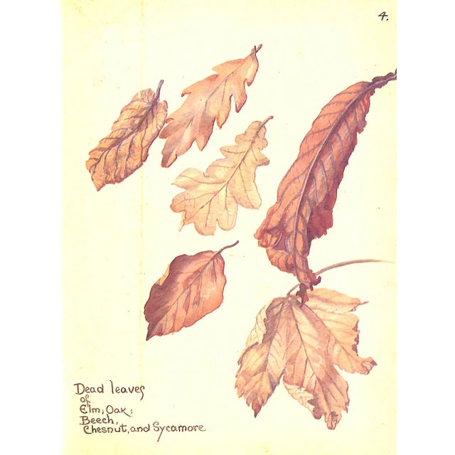 1980s "The Country Diary of an Edwardian Lady" 1984 Holden, Edith For Sale - Image 5 of 12