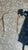 19th-Century Brass Horse Collar, Set of 2 For Sale - Image 9 of 9