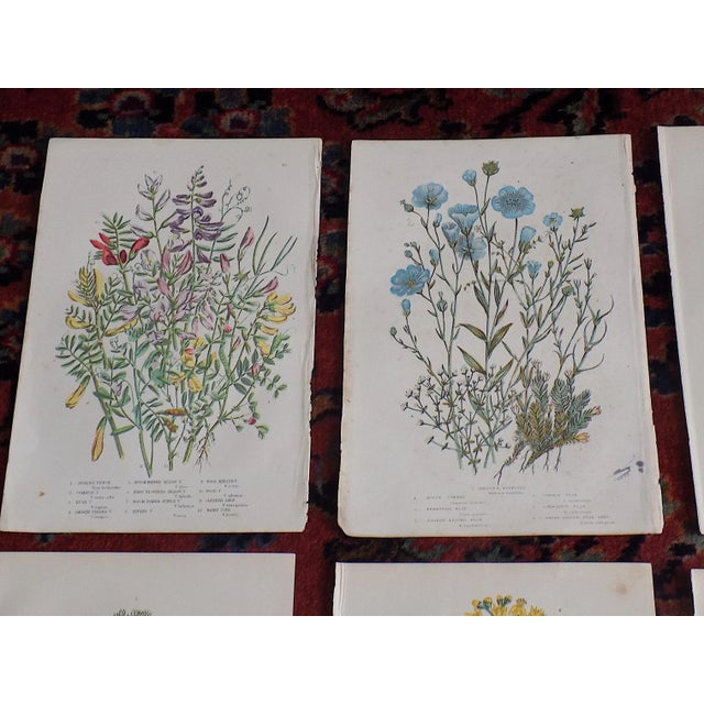 This set of twelve (12) authentic antique 19th century chromolithographs (each color laid in with a separate lithographic...