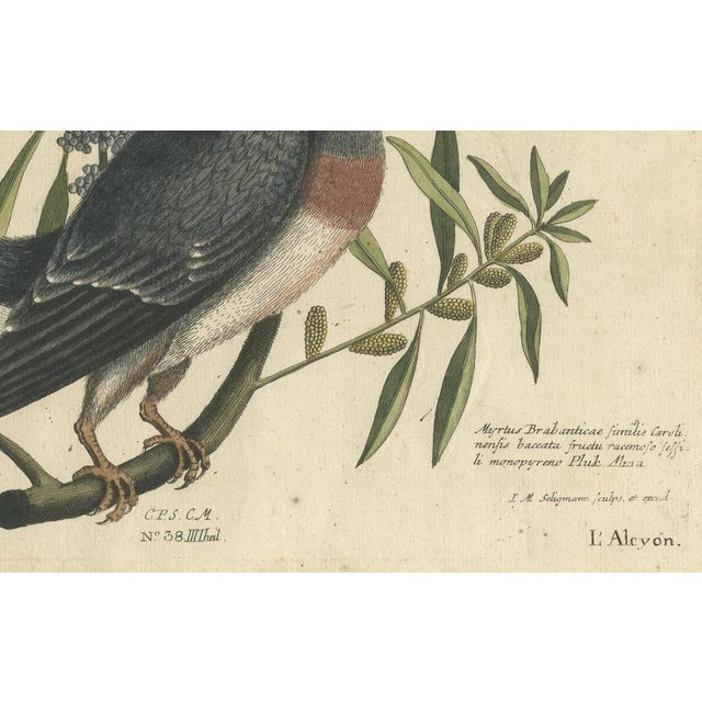Johann Michael Seligmann, Kingfisher, 1770, Hand-Colored Engraving For Sale - Image 4 of 7