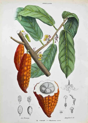 Vincenzo Tenore, The Sterculaceae, Lithograph, 1870s