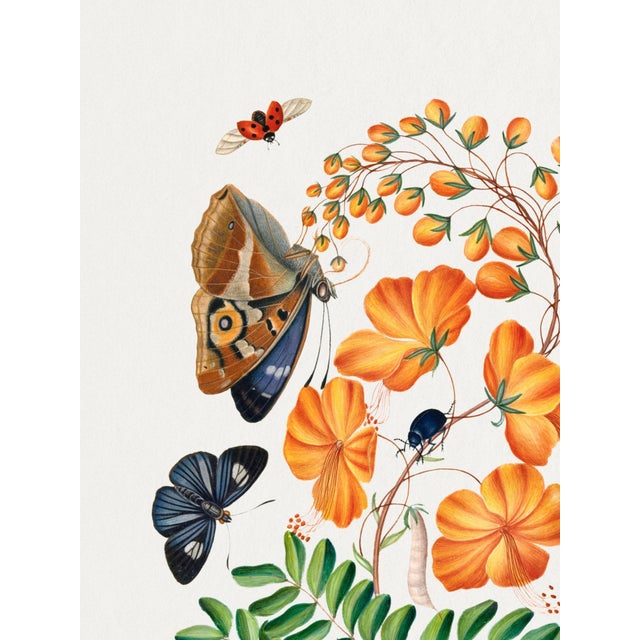 Natural History Study With Butterflies and Shells (James Bolton), Vintage Art Print Reproduction, 18" × 24" For Sale - Image 4 of 6