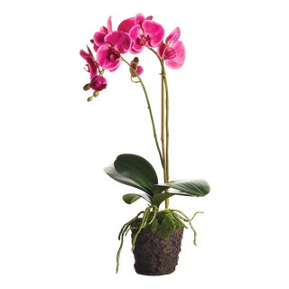Phalaenopsis Drop-In 23" For Sale