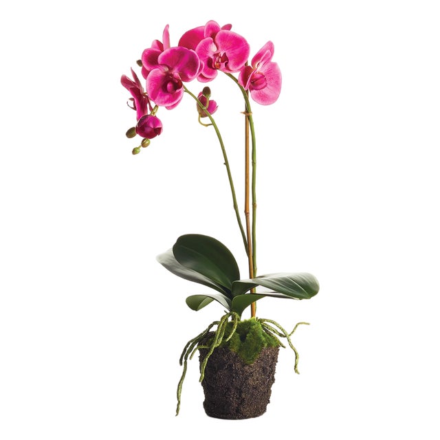 Phalaenopsis Drop-In 23" For Sale