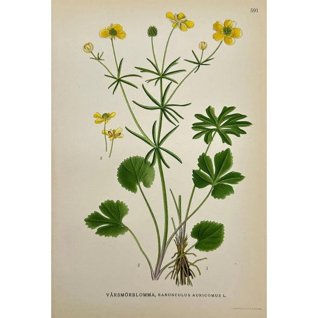 1920s Carl Lindman Botanical Prints – Buttercups, Dock, Brookweed & Alpine (1922), Set of 8 For Sale - Image 5 of 9