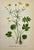 1920s Carl Lindman Botanical Prints – Buttercups, Dock, Brookweed & Alpine (1922), Set of 8 For Sale - Image 5 of 9