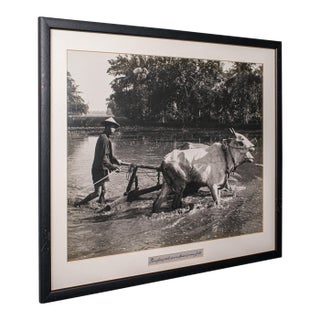 Vintage Photograph, Rural Indonesia, Oriental, Monochrome, Java, Mid Century For Sale