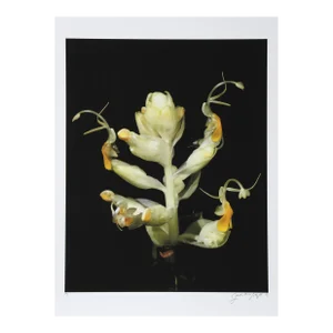 Soft Yellow Flower, Jonathan Singer