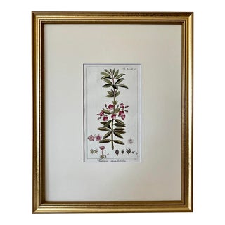 Antique Floral Botanical Print of Sheep Laurel by Johannes Zorn 1785 For Sale