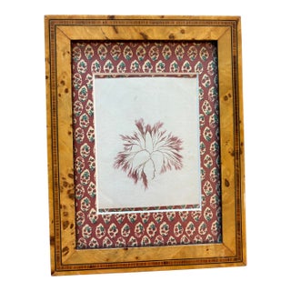 Antique Algae Herbarium Botanical in Vintage French Frame For Sale