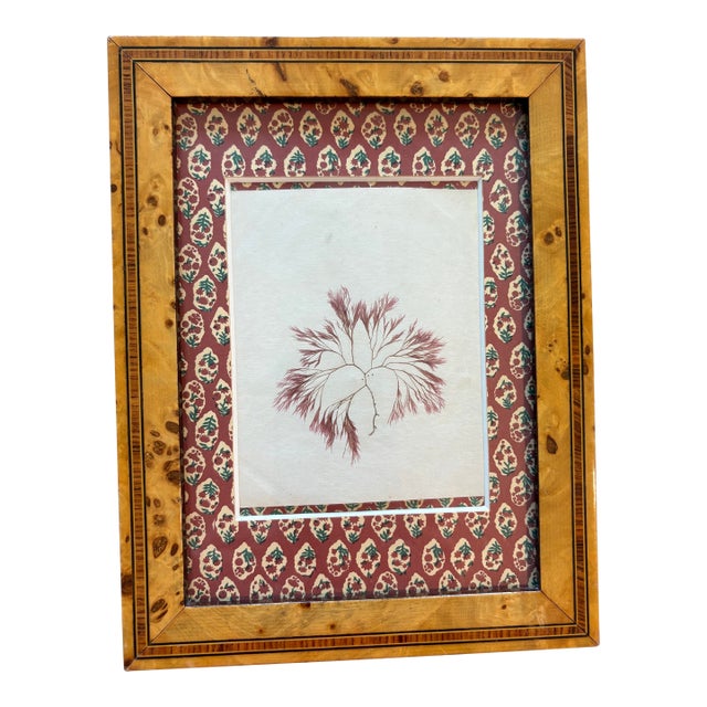 Antique Algae Herbarium Botanical in Vintage French Frame For Sale