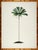 Set of 6 Palm Trees in Bamboo Moulding For Sale - Image 4 of 8