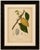 Antique white cacao botanical chromolithograph by hoola van nooten, c. 1880 : a magnificent original antique botanical...