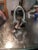 Early 20th Century Early 20th Century Wrought Iron Hook or End Cap Finial With Loop For Sale - Image 5 of 5