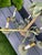 Metal Vintage Tole Metal Palm Beach Tropical Hollywood Regency-Style Tole Palm Tree Chandelier Featuring Green-Painted Metal Fronds and Faux-Candle Arms For Sale - Image 7 of 12