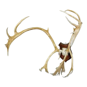 Large Caribou Antler Skull Mount Taxidermy Cabin Decor Skull Antlers