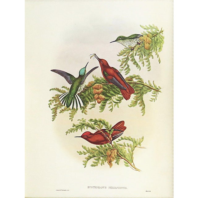 FREE SHIPPING ANYWHERE IN THE CONTINENTAL US! This is a set of John Gould Humming Bird full color lithographs. 1st edition...