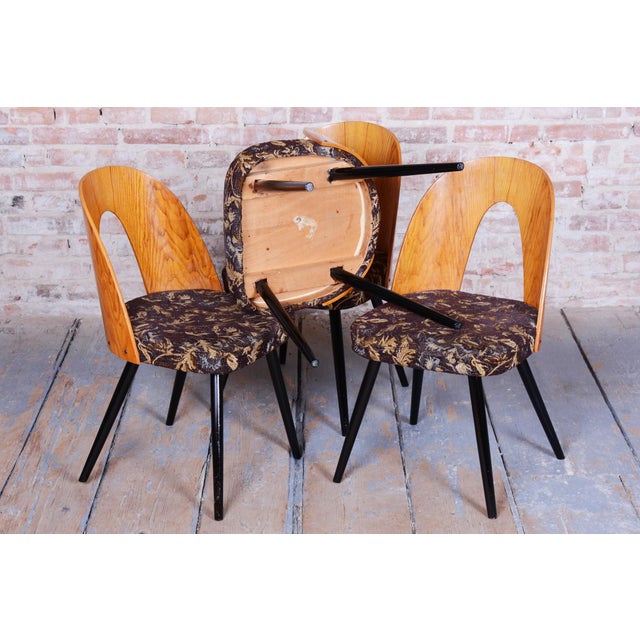 1950s Mid-Century Chairs in Beech & Oak, Slovakia, 1959, Set of 4 For Sale - Image 5 of 12