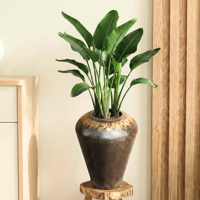 Dimensions: 13″ W x 13″ D x 18″ H Sturdier than clay, this rustic iron pot with brass accents is sure to catch the eye, or...