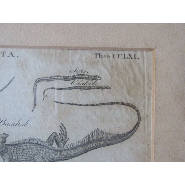 Pair Antique Circa 1789 Natural History Engravings, Reptiles, Lizards, Alligators For Sale - Image 9 of 9