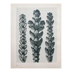 1935 Karl Blossfeldt Two-Sided Photogravure 26-25