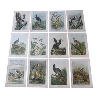 Antique 19th Century Large Folio Bird Lithographs - Set of 12 For Sale