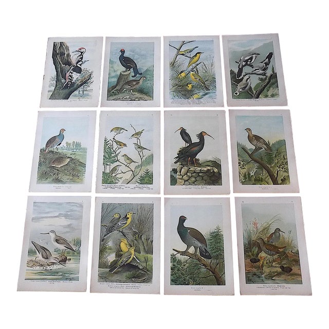 Antique 19th Century Large Folio Bird Lithographs - Set of 12 For Sale