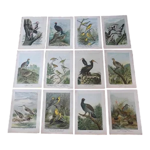 Antique 19th Century Large Folio Bird Lithographs - Set of 12