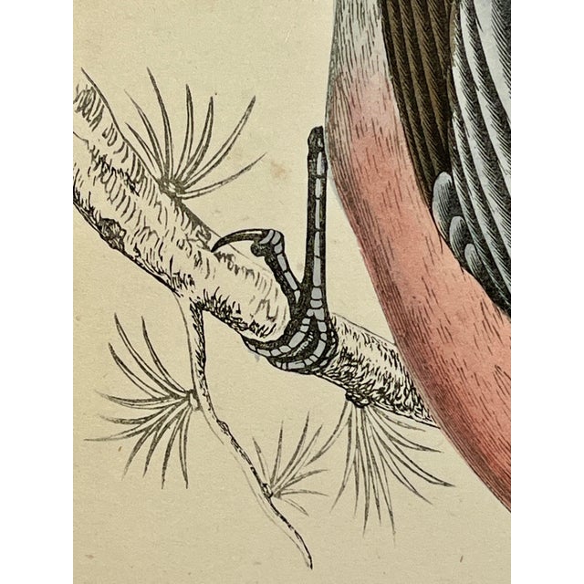 Cream Antique Hand Tinted Bird Print From England Featuring a Red & Black Pine Grossbeak - Circa 1880 For Sale - Image 8 of 11