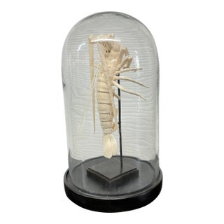Taxidermy Mantis Shrimp in Case For Sale