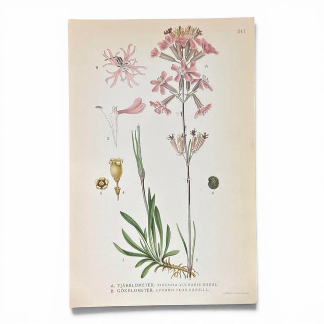 Set of 8 Antique Botanical Prints | Pink & Green Wildflower Studies For Sale - Image 4 of 10
