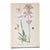 Set of 8 Antique Botanical Prints | Pink & Green Wildflower Studies For Sale - Image 4 of 10