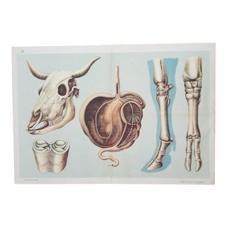 Anatomy of a Cow Science Poster For Sale