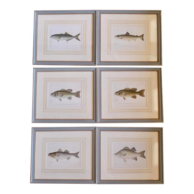 S. F. Denton American Fish Prints in Finely Matted Frames- Set of Six For Sale