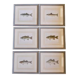 S. F. Denton American Fish Prints in Finely Matted Frames- Set of Six