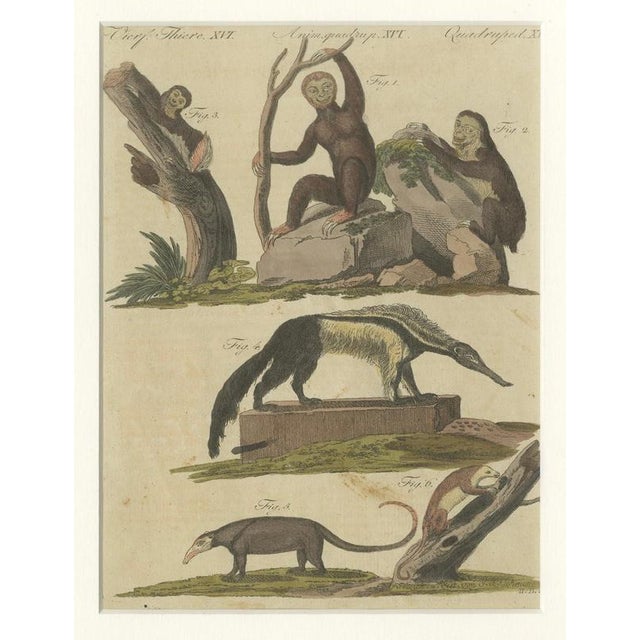 Brown Bertuch, Monkeys & South American Anteaters, 1800, Engraving For Sale - Image 8 of 10