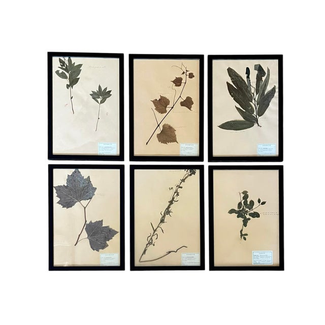 French Provincial 1965 French Herbarium Botanical Specimens – Set of 6 Custom Framed Pressed Botanicals For Sale - Image 3 of 15