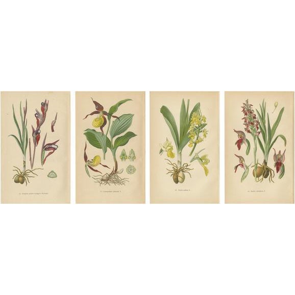 The Orchids, 1904, Paper, Set of 4 For Sale - Image 6 of 6