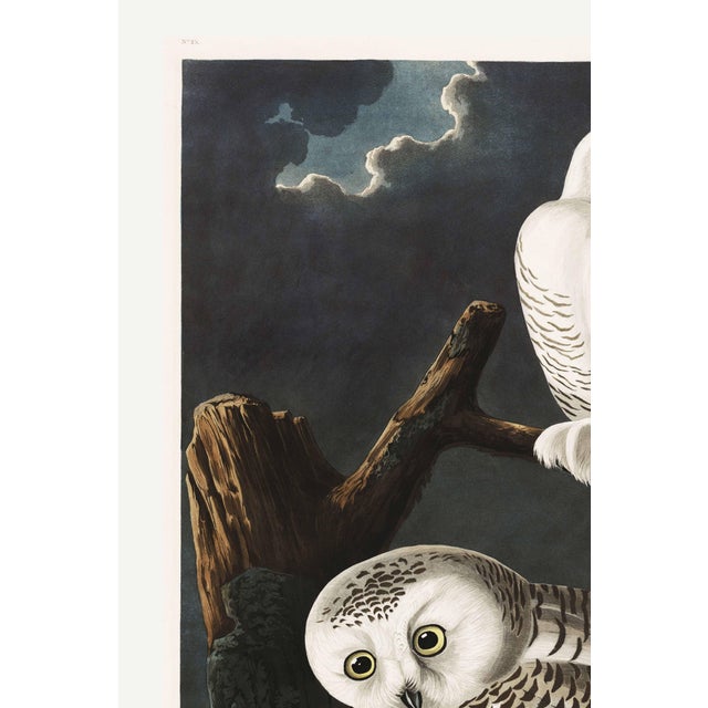A dramatic and iconic example of early American natural history illustration, this vintage art print reproduction features...